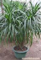 上海康馨園林綠化 龍血樹(shù)租賃價(jià)格、圖片、詳情及養(yǎng)護(hù)服務(wù)